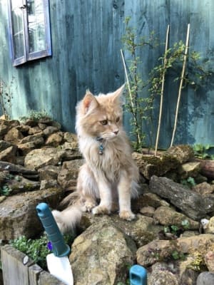 Royal canin sensitivity control cat pets at home on sale