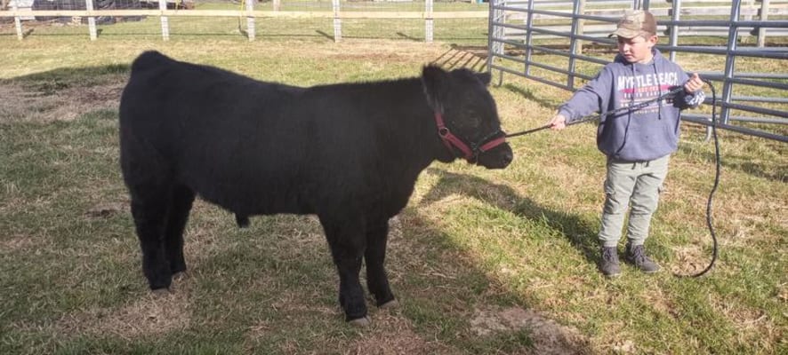 Purina Honor Show Fitters Edge Grower 50 lb Wilco Farm Stores