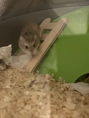 Savic spelos xl entry dwarf hamster and mouse home best sale