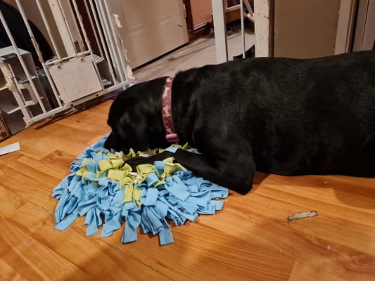 Dog snuffle mat sale pets at home