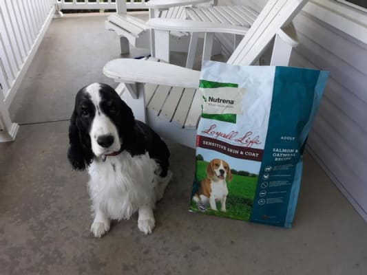 Murdoch s Nutrena Loyall Life Adult Salmon and Oatmeal Recipe Dog Food