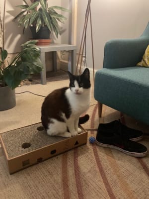 Willow s Silver Vine Scratch Box Cat Toy Pets At Home