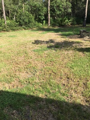 Scotts DiseaseEx Lawn Fungicide, 10 Lbs. | Big Lots