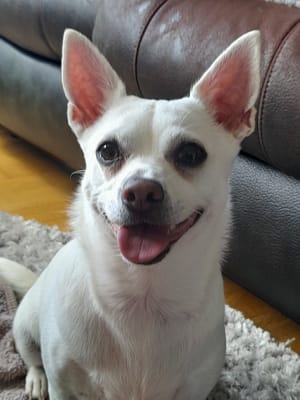 Royal canin chihuahua on sale wet dog food