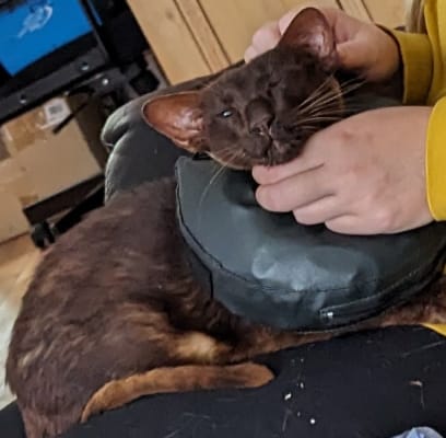 Thrive Comfy Inflatable Cat and Dog Vet Collar Pets At Home