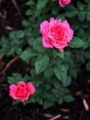 Uptown Girl Tree Rose - 36 inch — Select Roses