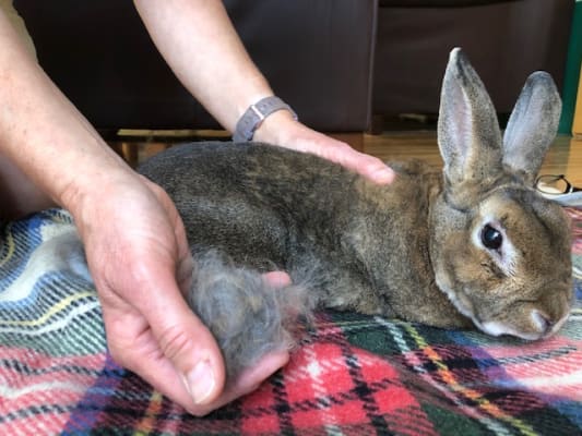 Furminator rabbit discount