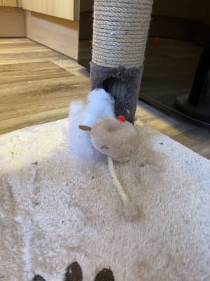 avery ascent cat scratch tower