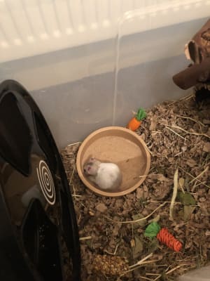 Pets at home sales hamster sand