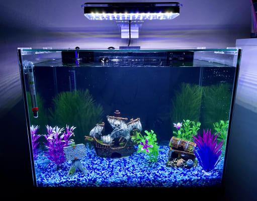 25 litre best sale fish tank
