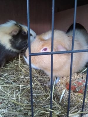 pets at home hay rack