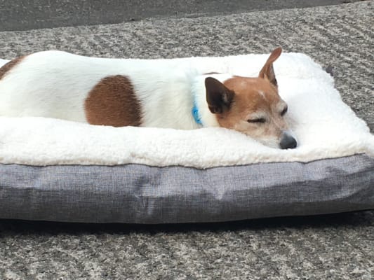 Otty dog bed on sale