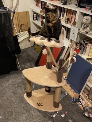 avery ascent cat scratch tower