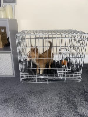 extra extra small dog crate