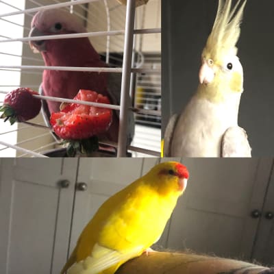 Cockatiel store treats homemade