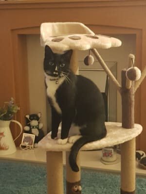 Avery ascent cat scratch tower discount