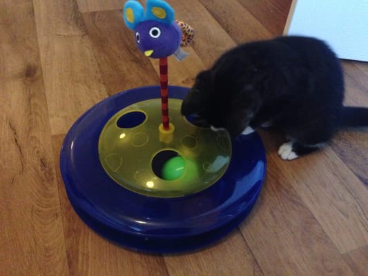 Petstages cheese store chase cat toy