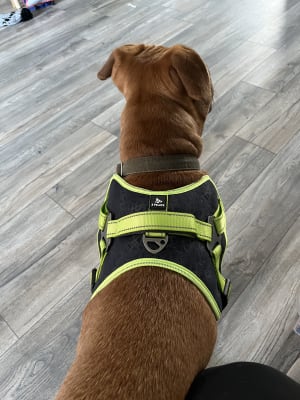 3 peaks dog deals harness fitting instructions