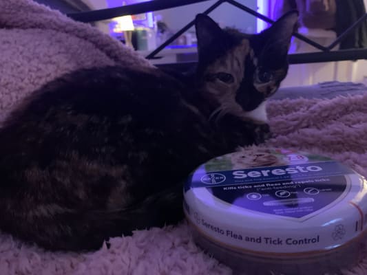 Cheapest seresto for deals cats