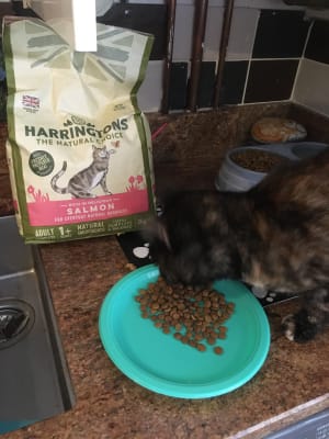 Harringtons store cat treats