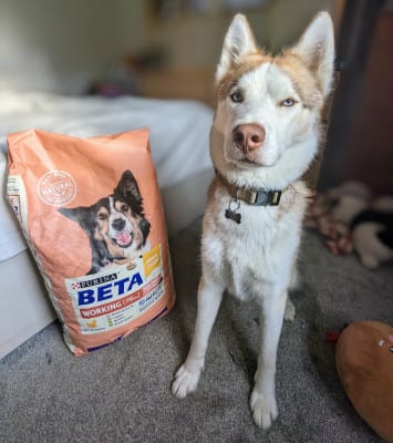 Beta working new arrivals dog food