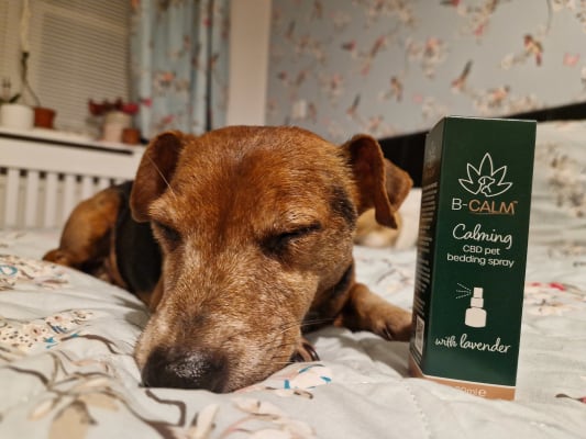 Just pets cbd shop pet spray