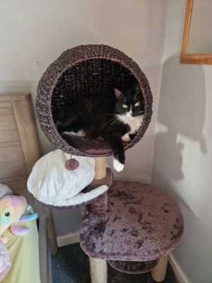 Pets at Home Hillary High Sleeper Cat Activity Centre Brown Pets
