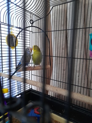 Trill budgie discount