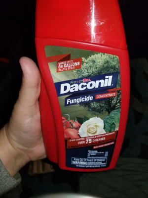 Keep fungal disease out of your garden - Daconil® Fungicide ...