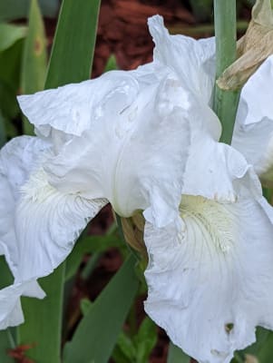 2 Curly Bearded Iris Bulbs Perennial Reblooming Bonsai Resistant Flower Plants 