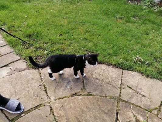 Pets at home kitten harness top