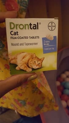 drontal for cats petsmart
