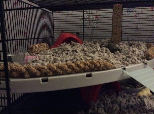 Pets at Home Wire Hamster and Mouse Cage Purple X Large Pets At Home