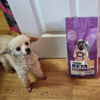 Beta senior dog food pets at home 2025