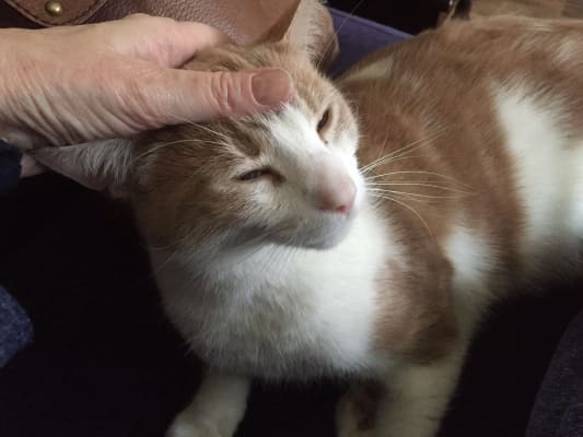 james wellbeloved light cat