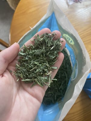 Pets at 2025 home alfalfa hay