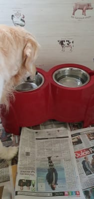 Ergo systems online auto pet feeder