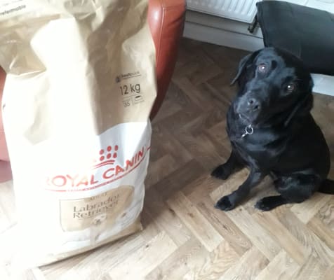 Royal Canin Labrador Retriever Dry Adult Dog Food 12kg Pets At Home