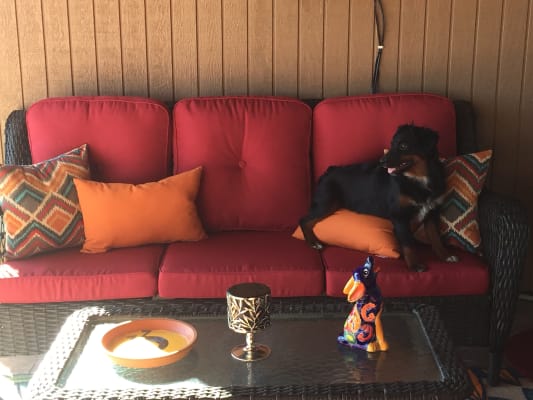 Wilson and fisher pinehurst replacement cushions clearance