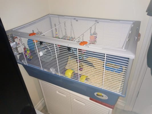 Rose kleur vod Blaast op Ferplast Criceti 15 Syrian Hamster Home | Pets At Home