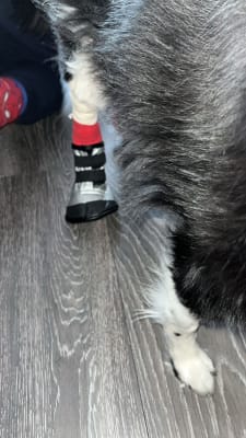 Mikki Injury Protection Dog Boot Pets At Home