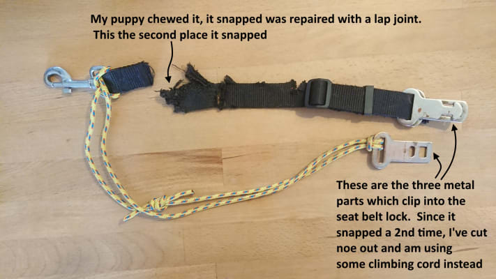 Pets at cheap home seat belt