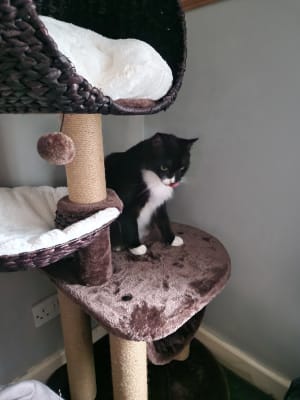 Hillary high sales sleeper cat post