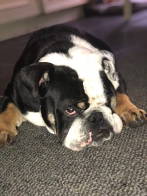Ava dog food bulldog sales