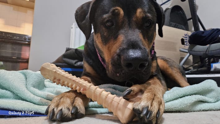 Rottweiler sales proof toys
