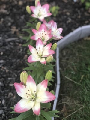Sugar Baby Carpet Border Lily Breck S