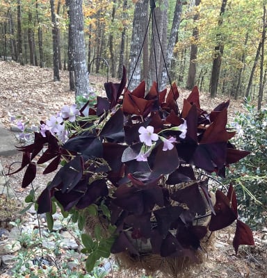 Floraisons estivales, Schilliger Production Oxalis triangularis 'Burgundy'  Pot de 12 cm