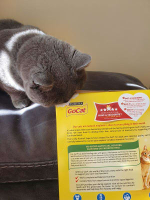 Pets at hot sale home go cat