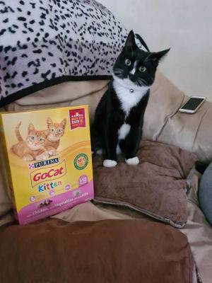 Pets at home go cat sales