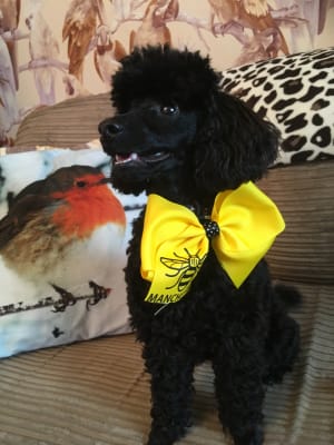 Royal canin deals standard poodle